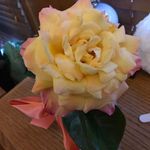 Ellen Noll - @ellen.noll.566 - Instagram