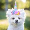 Ellen Norris - @ellen8norrispup - TikTok