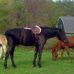 Ellen Parmelee - Facebook