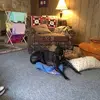 ellenpatterson7 - @ellenpatterson7 - TikTok