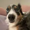 elle - @elle.perlmann - TikTok
