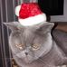 Ellen Petersen - Facebook