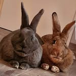Ellen Petersen-van Meerendonk - @petersenvanmeerendonk - Instagram