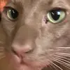 Poe the Cat - @catgarellenpoe - TikTok