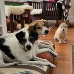 Ellen Reed - @barkformephotography - Instagram