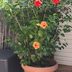 Ellen Renfro - Facebook