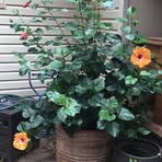 Ellen Renfro - Facebook