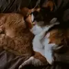 Ellen Shrestha - @ellen.cresta_ - TikTok