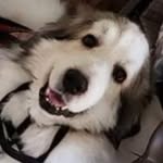 Ellen Richard-Clark ERC - @erc_autismservicedogs - Instagram