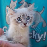 Ellen Richter | fostering rescued kittens cats - @foster_kitten_tails - Instagram