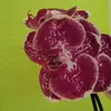 ellenredlich - @ellenredlich - TikTok