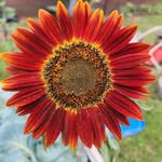 Ellen Rieger Piper - @riegerpiper - Instagram