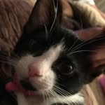 Beckie Dobes - @ellenorrigbykittenincharge - Instagram
