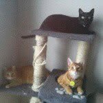 =^.^= - @crush.ellenor.rigby - Instagram