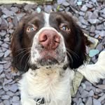 Elle Rigby - @the_dog_hunter_rigby - Instagram