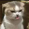 user7105279808628 - @ellenrigo6 - TikTok