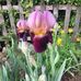 Ellen Roberson - Facebook