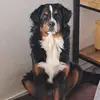 Ellen Roelofs - @ellene38 - TikTok