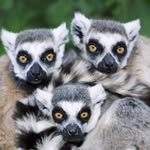 Ellen Röhr - @lurlemur - Instagram