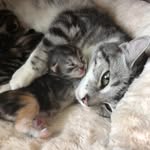 Ellen Saunders - @tibby_tonka_and_the_kittens - Instagram