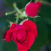 ellen schepps - @ellen.schepps - TikTok