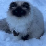 Ellen Schippers - @ellen_tajeschidolls - Instagram