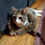 Elle Schnur - @elle.the.kitty - Instagram