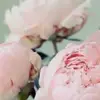 Ellen-sb - @ellenschrierbenner - TikTok