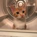 Ellen Shaw - Facebook