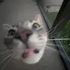 Ellen - @ellenshelly - TikTok