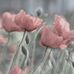 Ellen Shim - Facebook