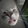 Ellen - @ellenshelly - TikTok