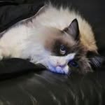 Ellen Singh - @singhellen - Instagram