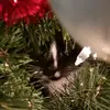 Ellen C. Snipes - @ellensnipes - TikTok