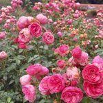 Ellen Sparks - @southernsparkshome - Instagram