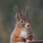 ellen_stegeman - @cirquedusquirrel - Instagram