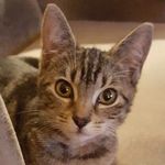 Ellen Stover Salvatore - @ladyryder602 - Instagram