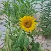 Ellen Strong - @ellen.strong6 - TikTok
