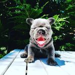 Ellen Sturm - @lulu_loves_loki - Instagram