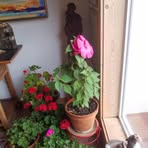Ellen Swain - Facebook