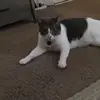 Ellen Travis - @ashie88818 - TikTok