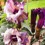 Ellen Wagner-Diato - @ellenwagnerdiato - Instagram