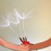 Ellen Wang - Facebook