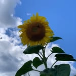 Ellen Weinstein Stanley - @ellen04971 - Instagram