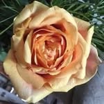 Ellen Werner - @ellenwerner27 - Instagram