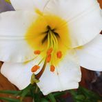 Ellen Wetzel - Facebook