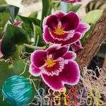 Ellen Whittington - @ellenwhittington - Instagram