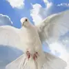 ellenwillett - @ellenwillett - TikTok
