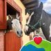 Ellen Winfield - Facebook