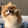 Ellen.Wirth - @tcrooiwrths - TikTok